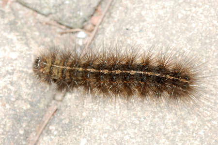 pest insect butterfly caterpillar bugの写真素材
