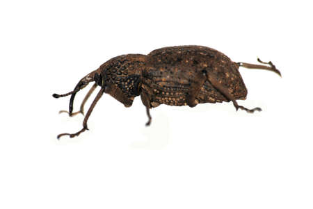 insect snout beetle isolated on white