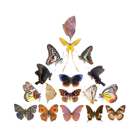 Butterfly pyramid collection isolated in white backgroundの写真素材
