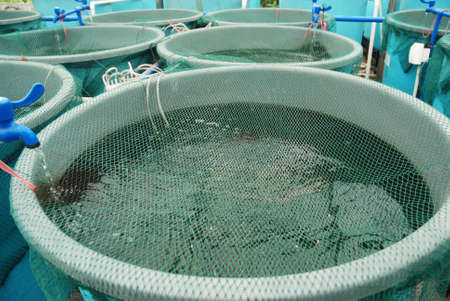 Agriculture aquaculture water system farmの写真素材