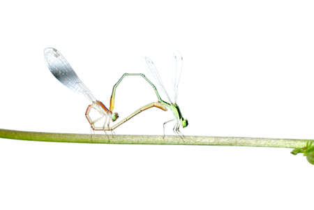 damselfly dragonfly mating isolated on white backgroundの写真素材