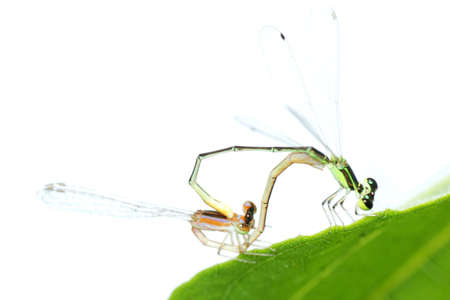 damselfly dragonfly mating isolated on white backgroundの写真素材