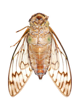 insect cicada isolated in whiteの写真素材