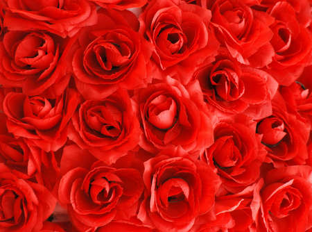 red rose background close up.の写真素材
