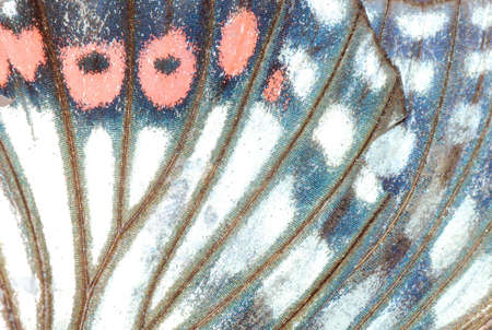 moth butterfly wing detail texture backgroundの写真素材