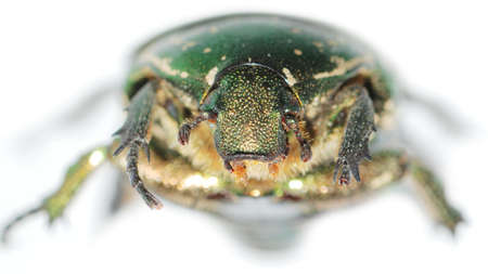 insect beetle isolated in white