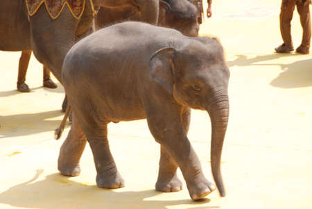 elephant baby walking on groundの写真素材