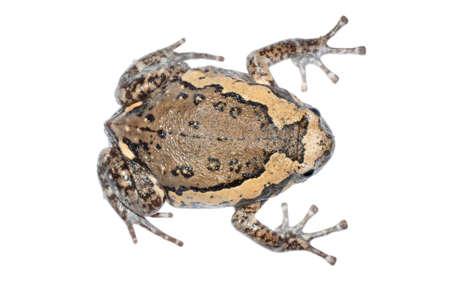 animal frog isolated in whiteの写真素材