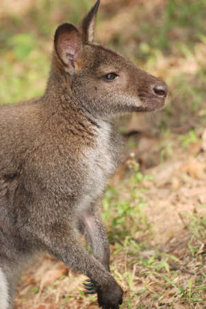 Close up of animal kangarooの写真素材