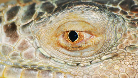 iguana lizard eye close up.の写真素材
