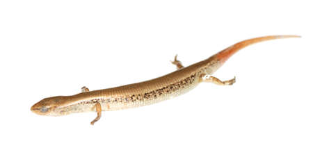 Lizard skink isolated in white backgroundの写真素材