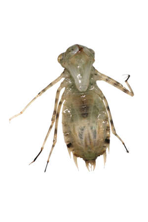 dragonfly larva isolated on whiteの写真素材