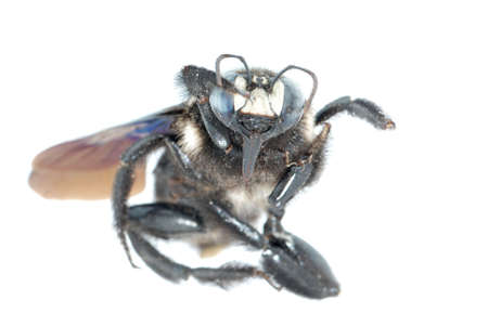 insect bombus bee macro isolatedの写真素材