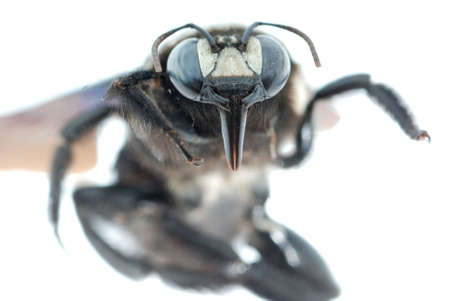 insect bombus bee macro isolatedの写真素材