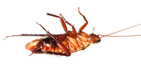 insect dead cockroach bug isolated on white