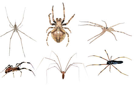 spider  set collection isolated in white background