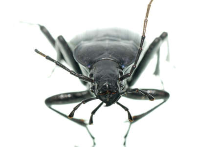 insect ground beetle  isolated in whiteの写真素材