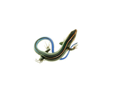blue tail skink lizard isolated on white backgroundの写真素材