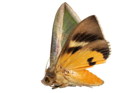 insect moth green and yellow isolated on white background