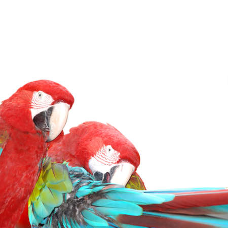 red  macaw parrot bird  isolatedの写真素材