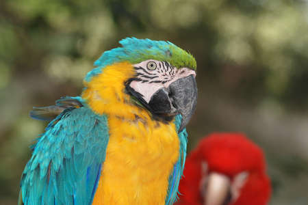 blue macaw bird close upの写真素材