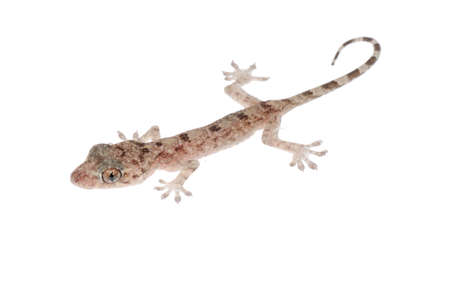 animal chinese gecko  isolated on white backgroundの写真素材