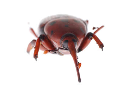 insect weevil snout beetle isolated on whiteの写真素材