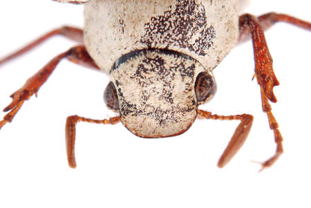 scarab beetle portrait macro isolatedの写真素材