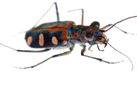 insect tiger beetle isolated on whiteの写真素材