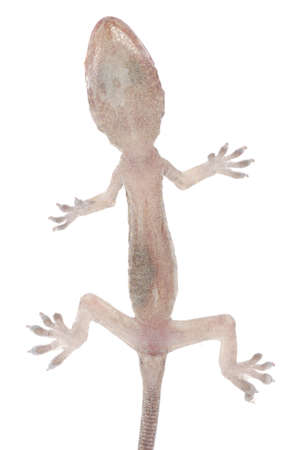 gecko babe isolated on white backgroundの写真素材