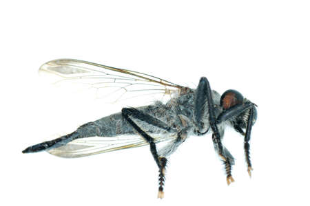 dead fly isolated on whiteの写真素材