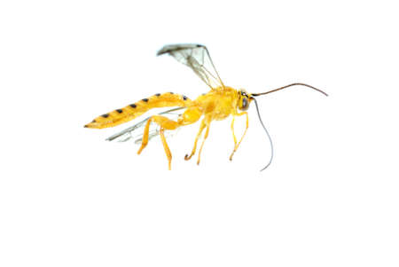yellow wasp isolated on whiteの写真素材