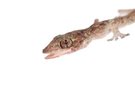 gecko babe isolated on white backgroundの写真素材