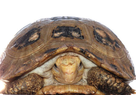 elongata Elongated tortoise isolated in whiteの写真素材
