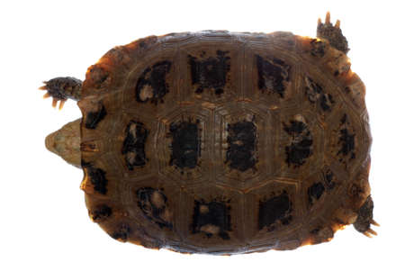 elongata Elongated tortoise isolated in whiteの写真素材