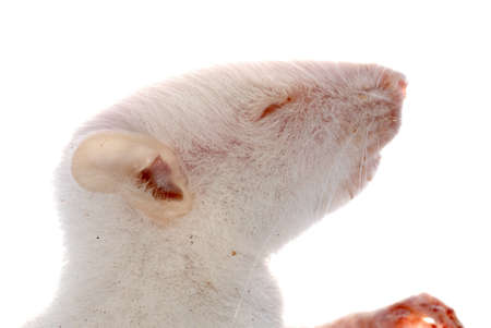 science animal white rat mouse isolatedの写真素材