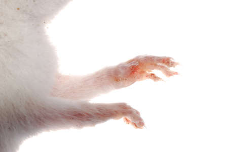 white rat leg detail isolated on whiteの写真素材