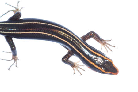skink lizard isolated on white backgroundの写真素材