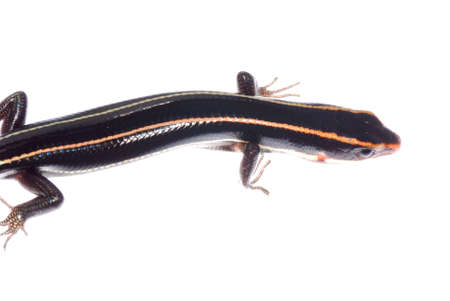 skink lizard isolated on white backgroundの写真素材