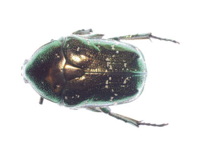scarab beetle isolated on white backgroundの写真素材