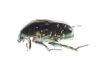 scarab beetle isolated on white background