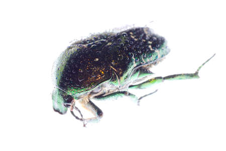 scarab beetle isolated on white backgroundの写真素材