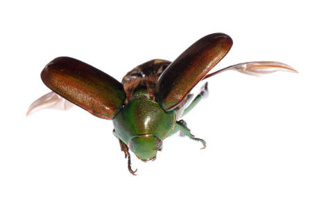 flying green scarab beetle isolated on white background