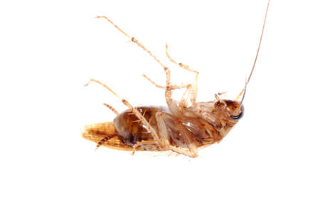 roach bug isolated on white backgroundの写真素材