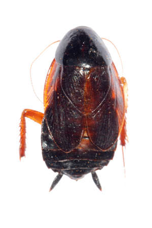 roach bug isolated on white background