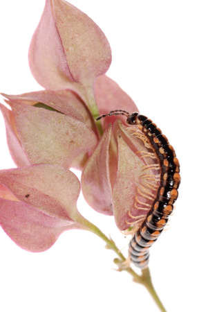 animal millipede on flower isolated on white backgroundの写真素材