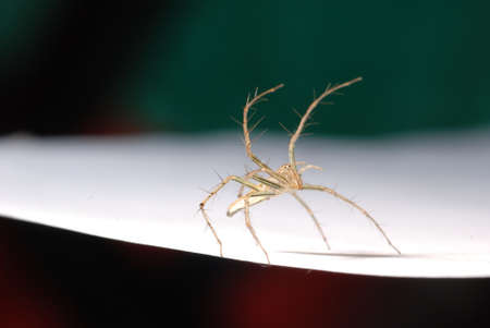 animal spider macro close up shotの写真素材