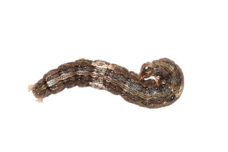 butterfly moth caterpillar larva isoalted on white background