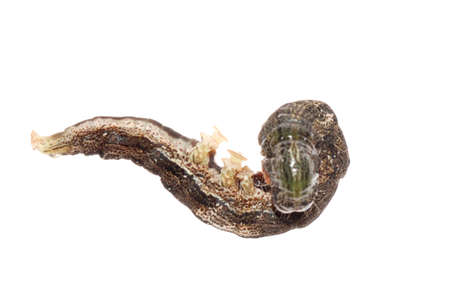 butterfly moth caterpillar larva isoalted on white backgroundの写真素材