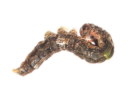 butterfly moth caterpillar larva isoalted on white backgroundの写真素材